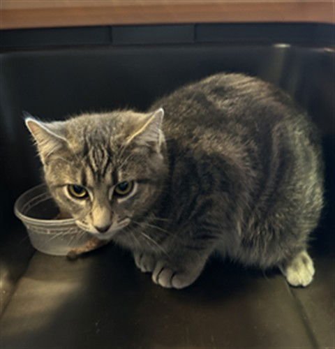 MORK - Domestic Short Hair available for adoption