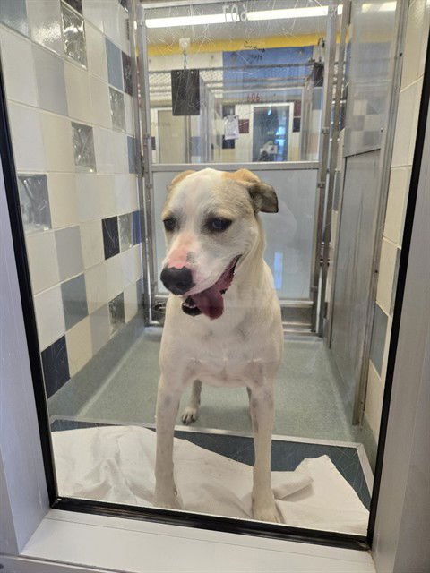 YUSHI - Great Dane / Labrador Retriever available for adoption