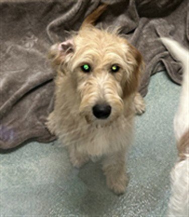 PENNY - Labrador Retriever / Poodle (Standard) available for adoption