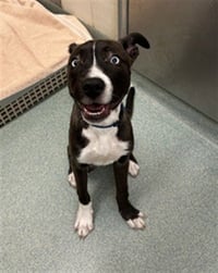 MILO - Photo 1