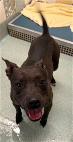 HARLEY - Staffordshire Bull Terrier available for adoption