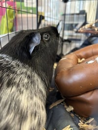 TOFFEE - Photo 1