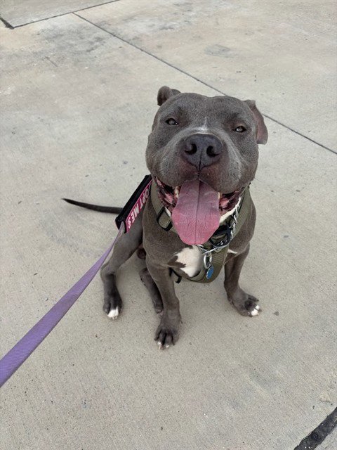 GOALIE - Pit Bull Terrier available for adoption