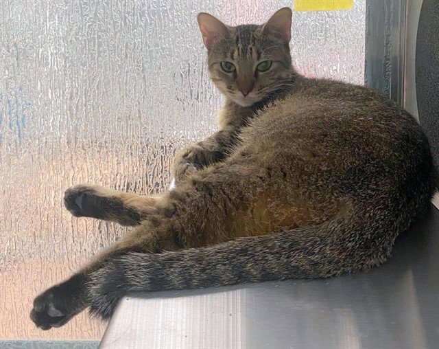 PICKLES Image