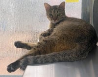 PICKLES - Photo 1