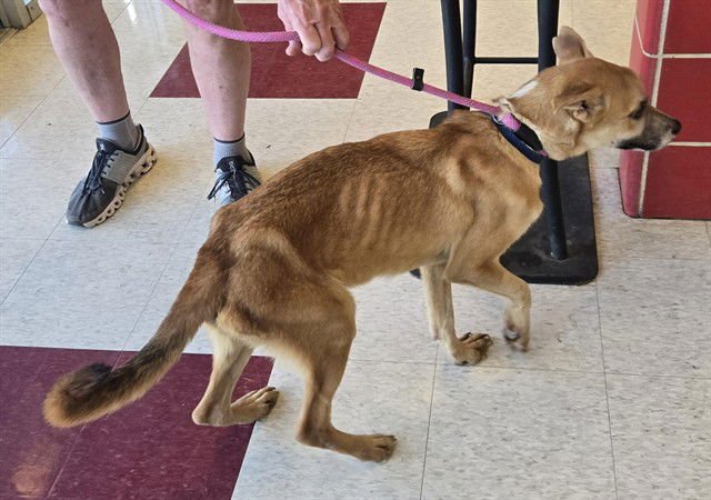 COOPER - Belgian Shepherd Malinois available for adoption