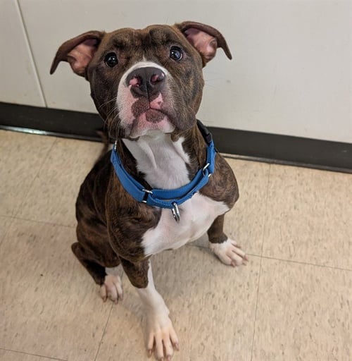 PUDDLES - Bulldog available for adoption