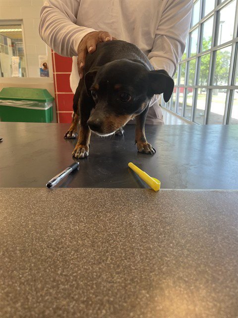 FERN - Chihuahua available for adoption