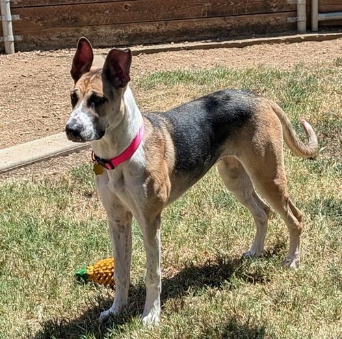 TRIXIE - Great Dane available for adoption