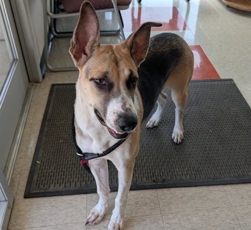 AUTUMN - Great Dane available for adoption