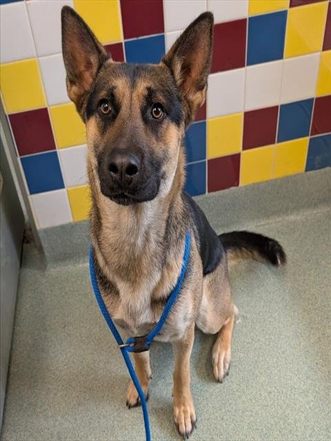 TILLY - German Shepherd Dog available for adoption