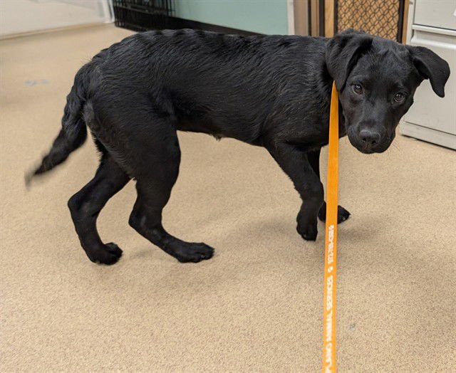 SAGE - Labrador Retriever available for adoption