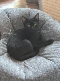 DORA - Photo 1