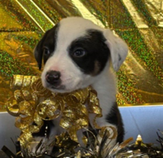 ERIC - Australian Kelpie / Great Pyrenees available for adoption