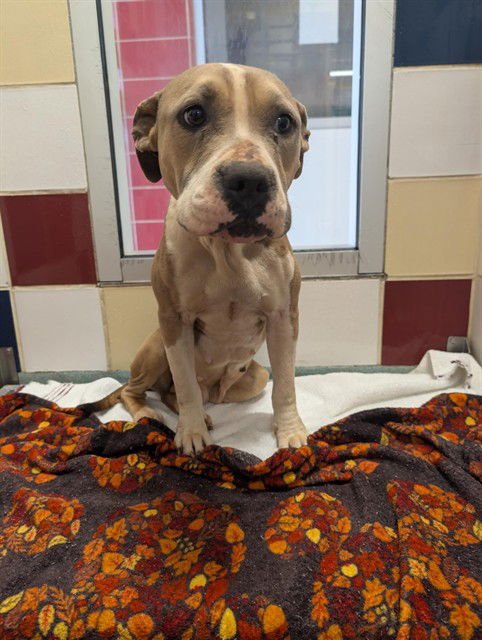 HAVEN - Pit Bull Terrier available for adoption