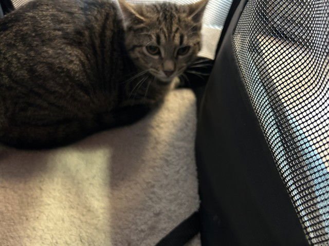 MINDY - Domestic Short Hair available for adoption