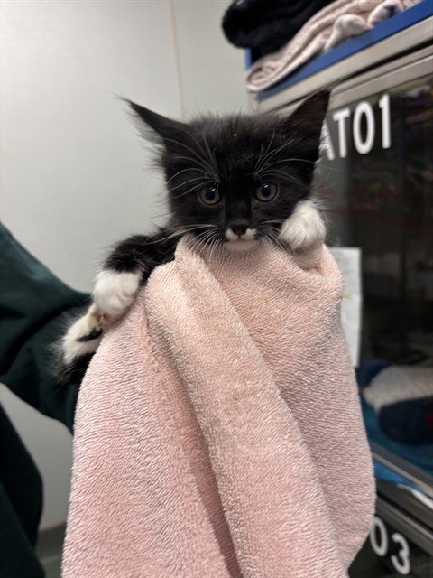 CUPCAKE - Domestic Short Hair available for adoption