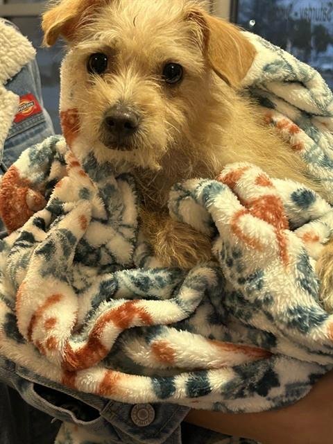 WENDY - Chihuahua / Yorkshire Terrier Yorkie available for adoption