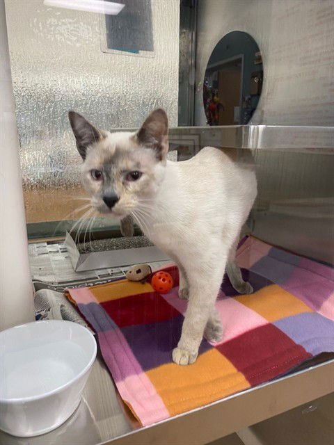ALPHABET - Siamese available for adoption