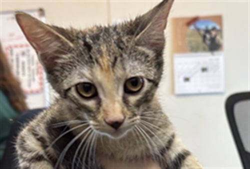 BROOKLYN - Domestic Short Hair for adoption in Lewisville