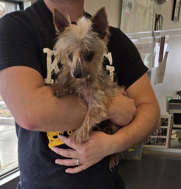 ACE - Yorkshire Terrier Yorkie available for adoption