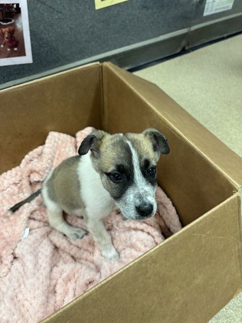 BUNNY - Australian Shepherd available for adoption