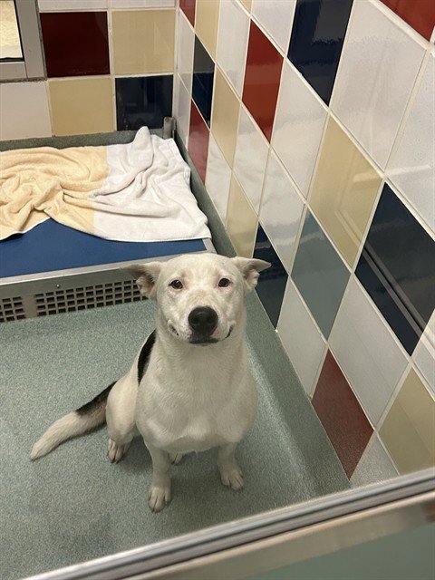 KALISTO - Husky available for adoption