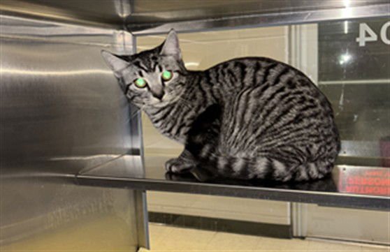 TIGER - Domestic Short Hair / British Shorthair available for adoption