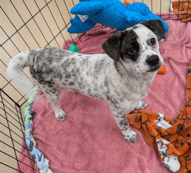 MOMO - Australian Cattle Dog/Blue Heeler / German Shorthaired Pointer available for adoption