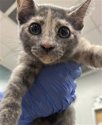 A219147 - Domestic Short Hair available for adoption