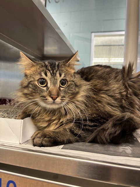 MIDNIGHT - Domestic Medium Hair available for adoption