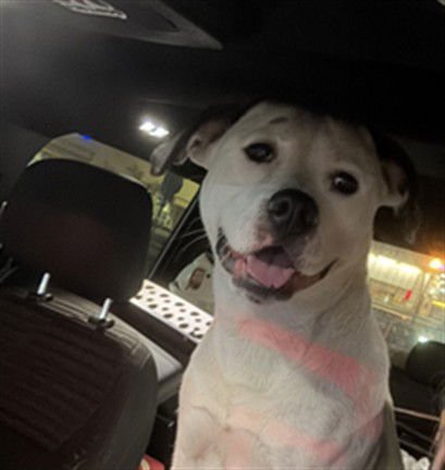 JINX - Pit Bull Terrier available for adoption