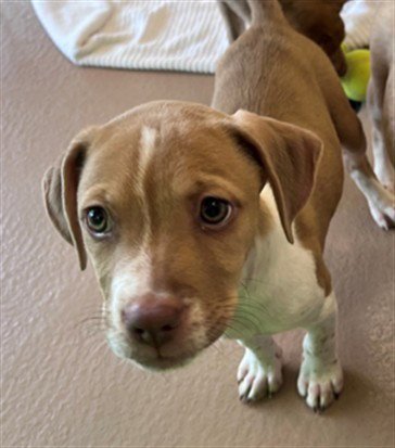FOREST - Pit Bull Terrier available for adoption