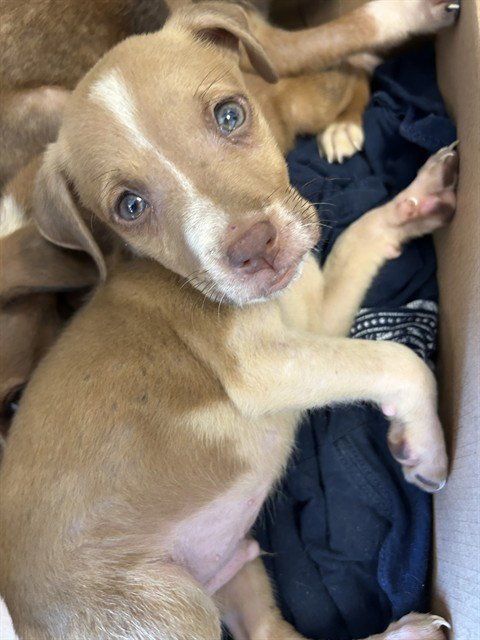 FOREST - Pit Bull Terrier available for adoption