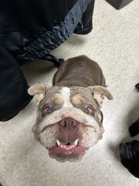 SUGAR - English Bulldog available for adoption