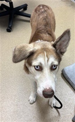 BLACKBERRY - Husky / German Shepherd Dog available for adoption