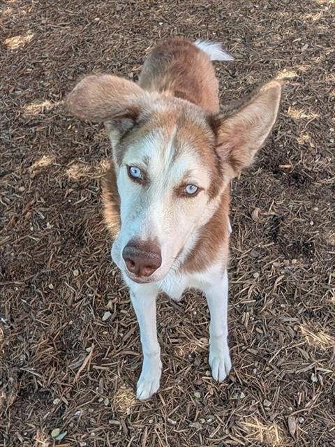 BLACKBERRY - Husky / German Shepherd Dog available for adoption