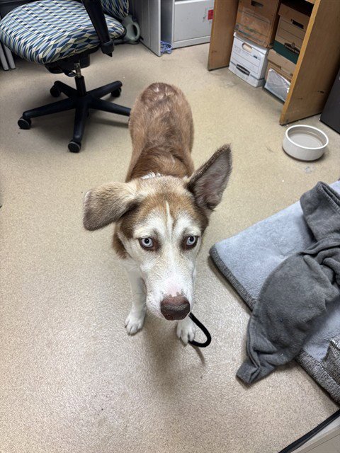 BLACKBERRY - Husky / German Shepherd Dog available for adoption