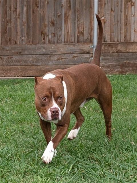 FRASIER - American Pit Bull Terrier available for adoption