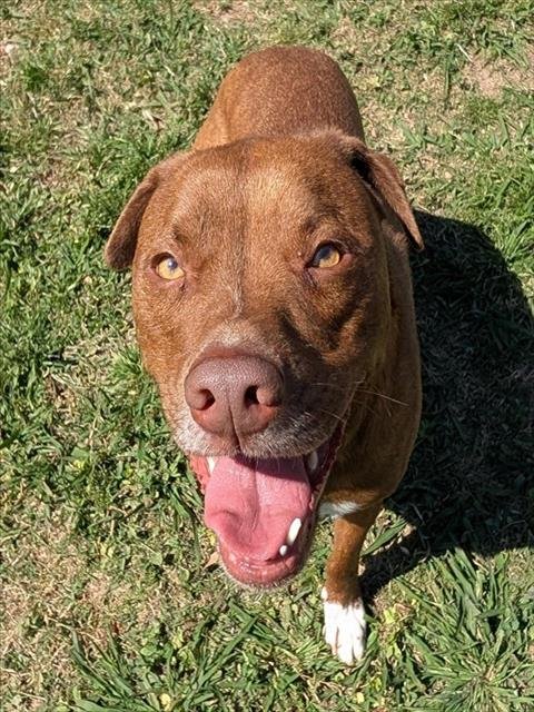 BENTLEY - Pit Bull Terrier available for adoption
