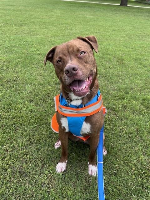 BENTLEY - Pit Bull Terrier available for adoption