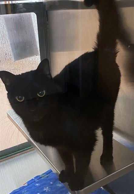 PEPPER - Domestic Short Hair available for adoption