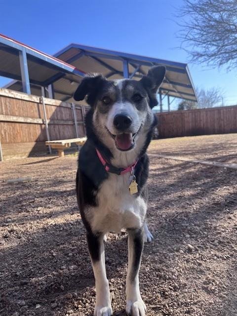 COOKIE - Siberian Husky available for adoption