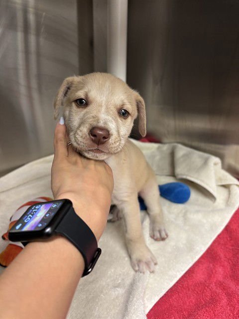 A216229 - Pit Bull Terrier available for adoption