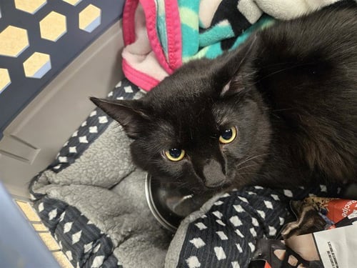 SALEM - Domestic Short Hair available for adoption
