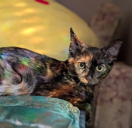 BAST - Domestic Short Hair available for adoption