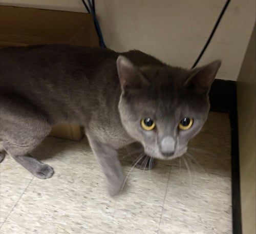 A219883 - Russian Blue available for adoption