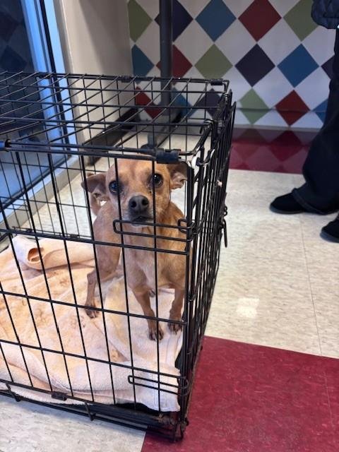 CHARLIE - Chihuahua available for adoption