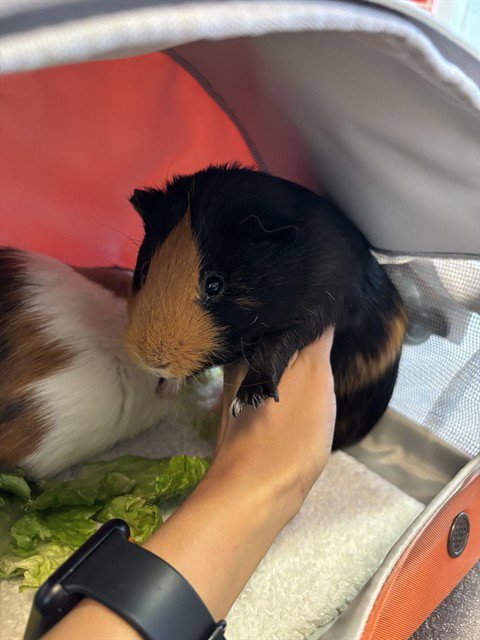 PEANUT - Guinea Pig available for adoption