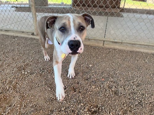 HAVEN - Pit Bull Terrier available for adoption